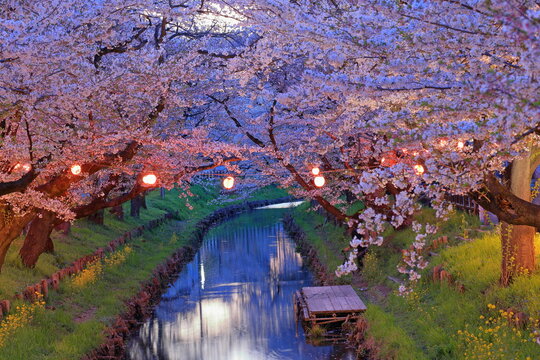 Shingashi Riverbank Cherry Blossoms with reflection on the water in Hikawacho, Kawagoe, Saitama, Japan