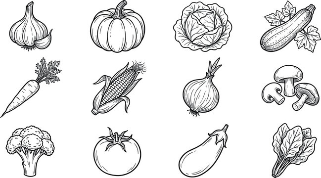 Hand drawn vegetable illustration set with pumpkin onion cabbage corn tomato and fresh organic farm produce vector