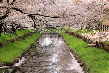 Fototapeta premium Shingashi Riverbank Cherry Blossoms with reflection on the water in Hikawacho, Kawagoe, Saitama, Japan