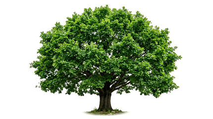 Obraz premium Lush green oak tree isolated on white background