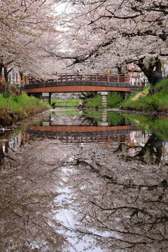 Shingashi Riverbank Cherry Blossoms with reflection on the water in Hikawacho, Kawagoe, Saitama, Japan