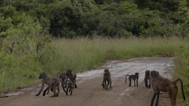 Group of baboons with baby monkeys walking along dusty road in African wildlife reserve, social primates moving together through natural savanna landscape during warm golden evening light