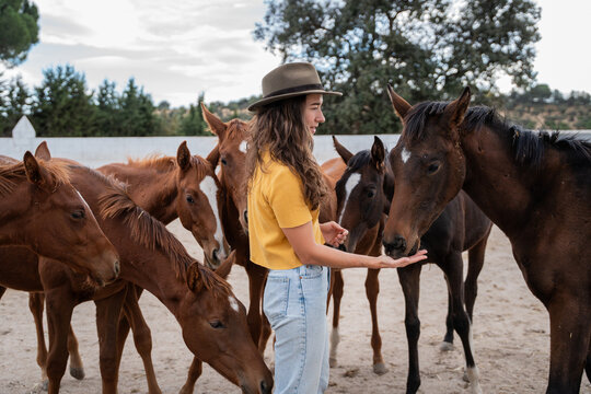 Young woman feeding horse in paddock at rural stable