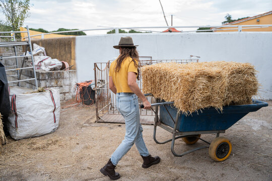 Farmer moving straw bale in wheelbarrow at rural farmyard