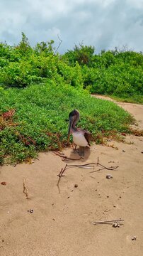 Brown pelican standing on sandy beach of Isabela Island. Brown pelican Pelecanus occidentalis on sand near green coastal bushes on Isabela Island Galapagos.