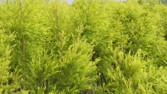 Dense Bright Green Coniferous Foliage Background Texture