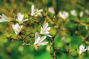 Magnolia japońska (Magnolia kobus) © Janusz Lipiński