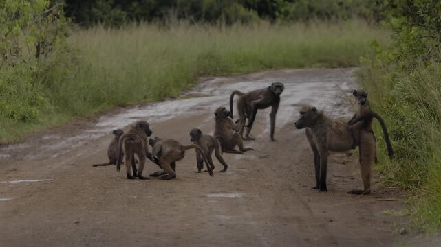 Group of baboons with baby monkeys walking along dusty road in African wildlife reserve, social primates moving together through natural savanna landscape during warm golden evening light