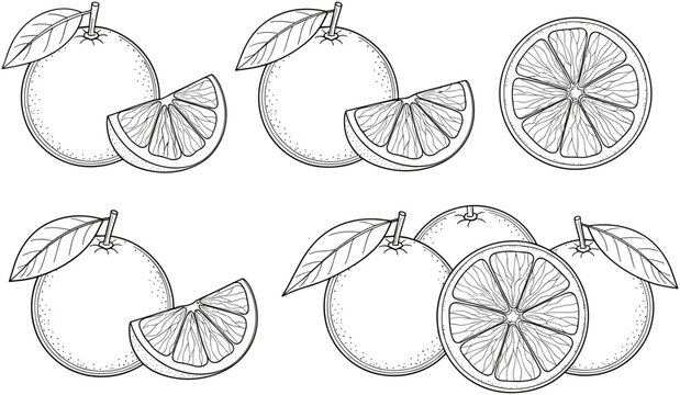 Set of vector line art illustrations featuring whole oranges, fresh citrus slices, and cut halves for coloring book design.