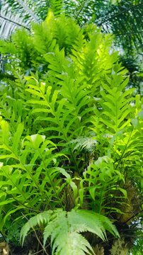 green fern leaves