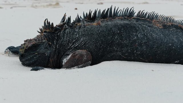 Detailed view of marine iguana resting on sand. Macro shot of a marine iguana's scales and back spikes while resting on white sand at Isabela Island.