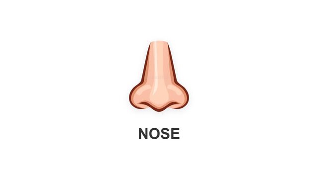 Educational Flashcard Human Nose Anatomy Animation With English And Indonesian Text For Kids Learning