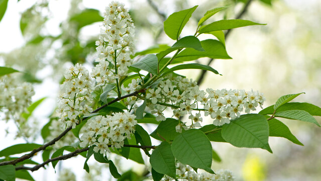 Prunus padus. common bird cherry. flowering tree. small white flowers on a branch. wild growing tree. bird cherry bush in spring, young green leaves. close-up. beauty of nature. natural background