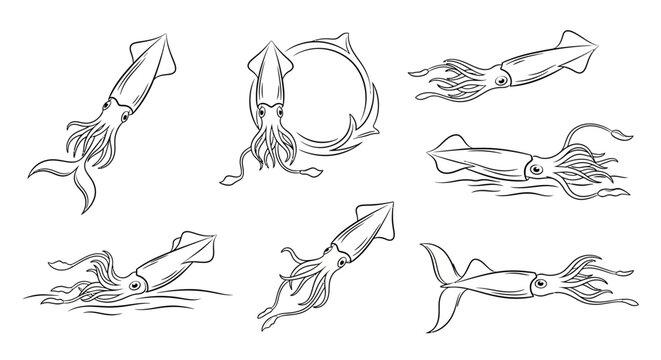 Hand-drawn squid set in various swimming poses