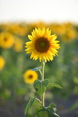 Fototapeta premium sunflower. Yellow sunflowers, good harvest, bright sunny flower. farming, vegetable garden, field, growing seeds for oil. health benefits, Sunflower oil improves skin health, promote cell regeneration
