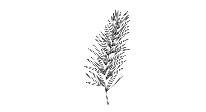 Pine Tree Leaf Branch.