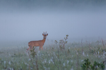 roe deer buck standing in a misty, green field at dawn © Александр Арендарь
