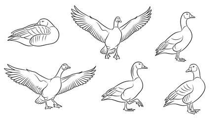 Obraz premium Goose Sketches Collection in Various Poses