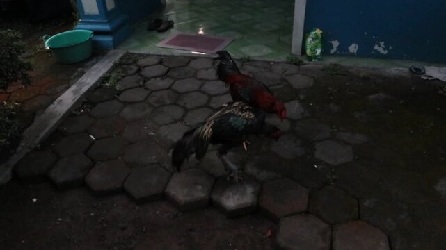 two aggressive roosters fighting in a rural village yard during the morning, real countryside atmosphere with dynamic animal movement and traditional daily life in Southeast Asia