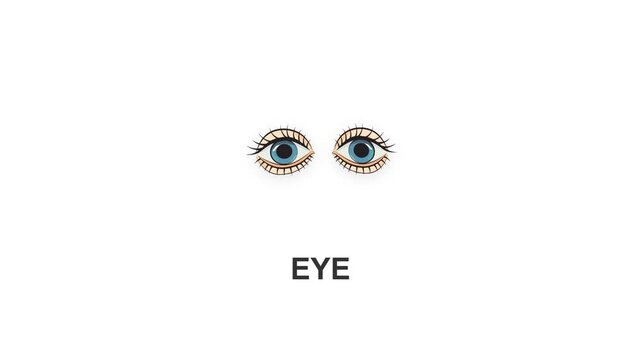 Flat Human Eye Vector Animation With Smooth Motion Design Concept Of Vision Sense And Facial Parts For Toddler Education
