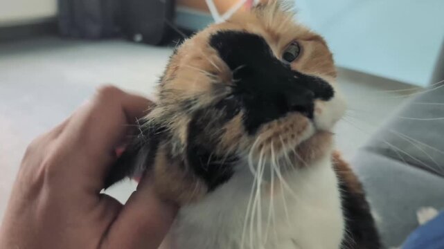 Learn how to scratch a cat behind the ear using gentle and simple motions while relaxing at home