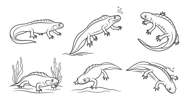 Set of Hand-Drawn Newt Characters in Various Poses
