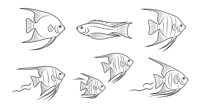 Angelfish and Cichlid Line Art Collection