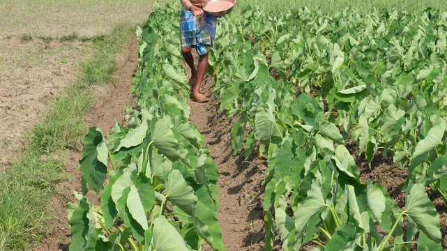 Farmer Spreading Fertilizer in Taro Field Agricultural Rows