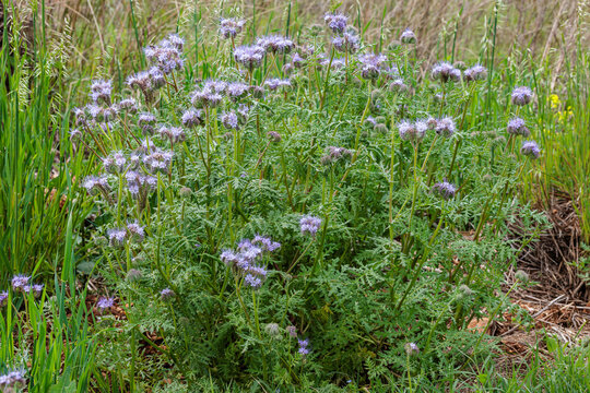 Phacelia tanacetifolia. Lacy phacelia, plants with blue flowers.