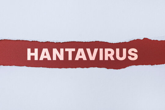 Red torn paper strip with the word hantavirus on clean white background. Concept for healthcare, epidemiology, infection warning, public health, disease outbreak and medical news topics.
