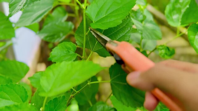 Hand pruning with scissors for mulberry plant