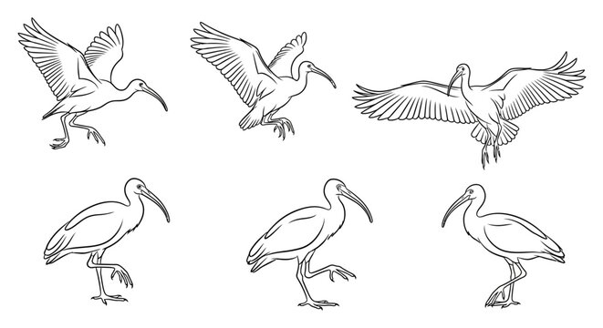 Ibis bird collection in various poses, hand-drawn vector illustration