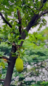 Jackfruit tree in the cultivated land