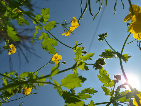  It is an evening primrose blooming in the grass.