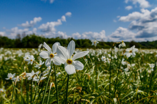 Valley of daffodils in bloom during spring in Ukraine