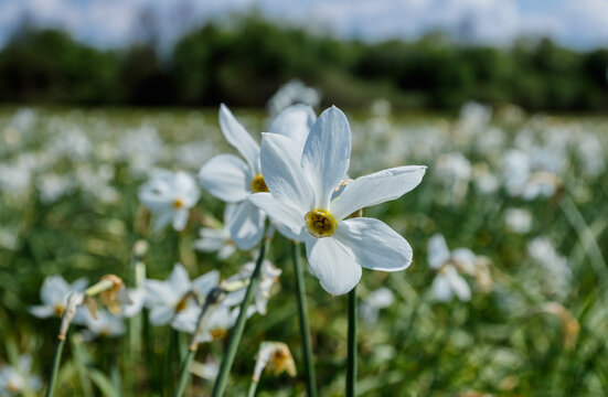 Valley of daffodils in bloom during spring in Ukraine