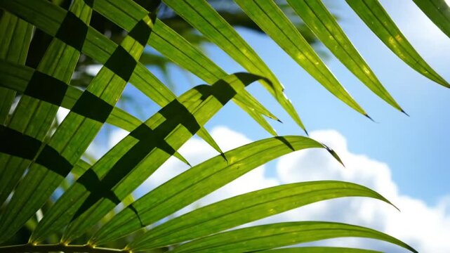 Low angle view through green palm fronds, sunlight and shadows against a blue sky with fluffy white clouds