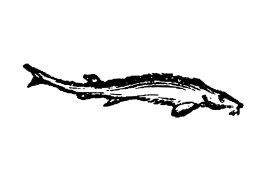 Sturgeon, elongated body and pointed snout, black ink sketch, old vintage illustration, 1897.