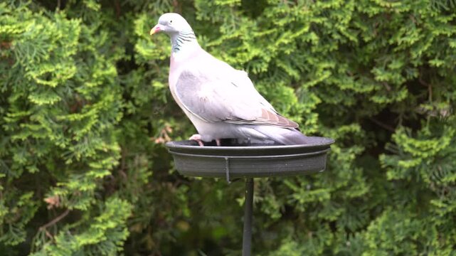 wood pigeon in the garden