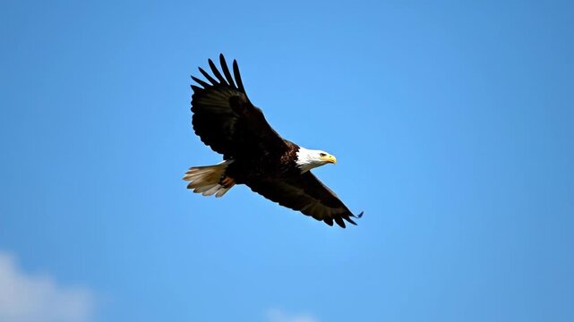 Bald eagle soaring through a bright blue sky with white clouds. Majestic bird of prey flying with wings spread wide in slow motion