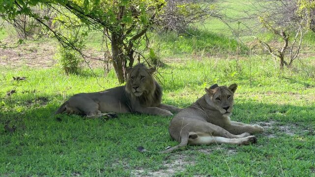 Couple of Lions (Panthera leo) resting in a shade before mating in South Luangwa National Park in Zambia.
