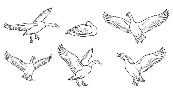 Hand-drawn goose set in various flight and resting poses