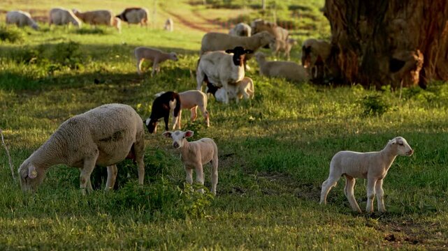 Playful lamb jumping and running on pasture. Cute farm animal, funny behavior, rural life, livestock, countryside and agriculture concept
