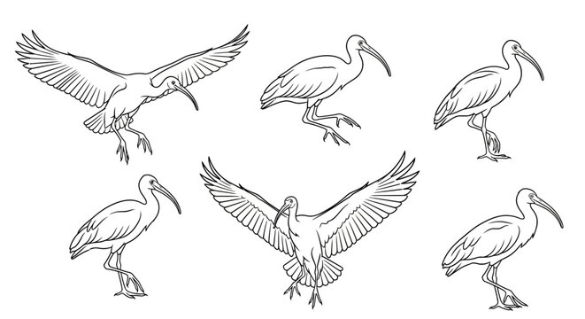 Ibis bird sketches flying and standing line art set, nature design elements