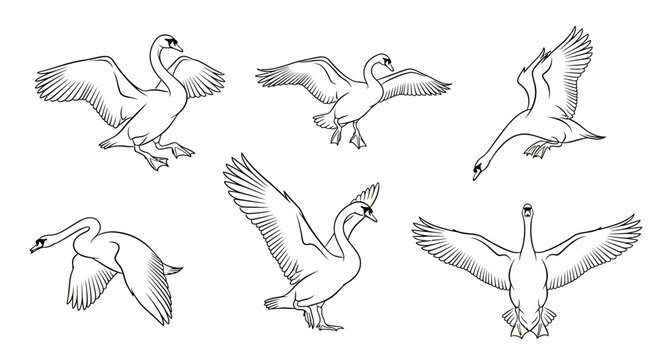 Set of graceful swans in various flight poses, black and white sketch