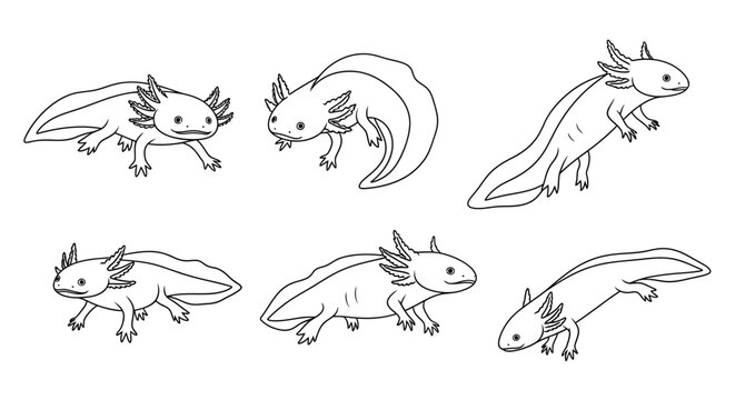 Axolotl set of hand drawn illustrations, cute aquatic salamander doodles