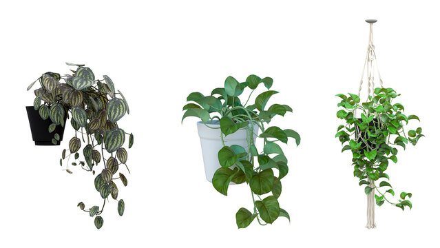 Three different houseplants in pots: one in black pot, one in white pot, and one hanging in macrame.