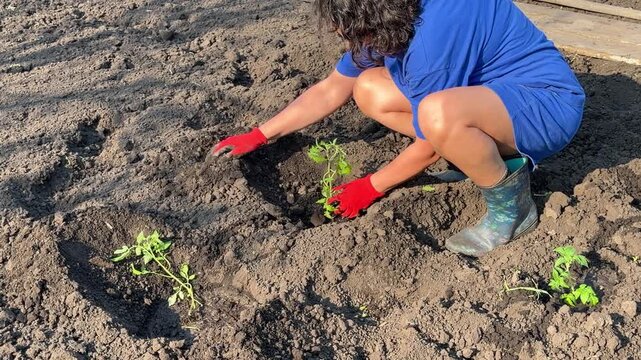 Gardener plants seedlings in garden, hands in red gloves, knees bent