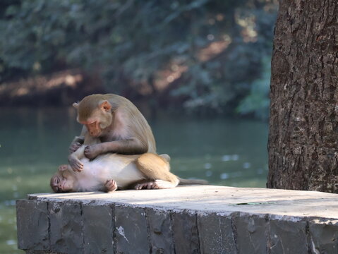 Love bond of two Monkeys