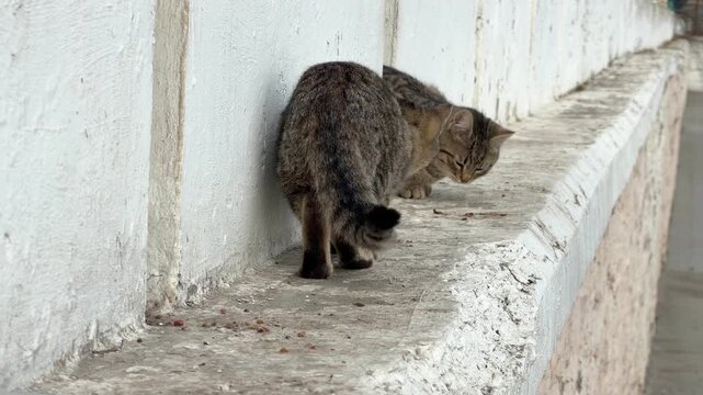 Close-up of tabby cats on concrete wall